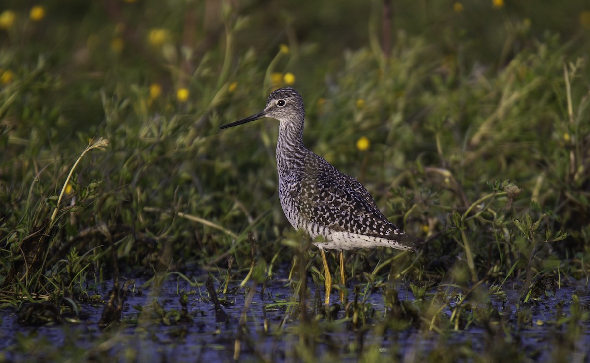 Greater Yellowlegs - ML636111735