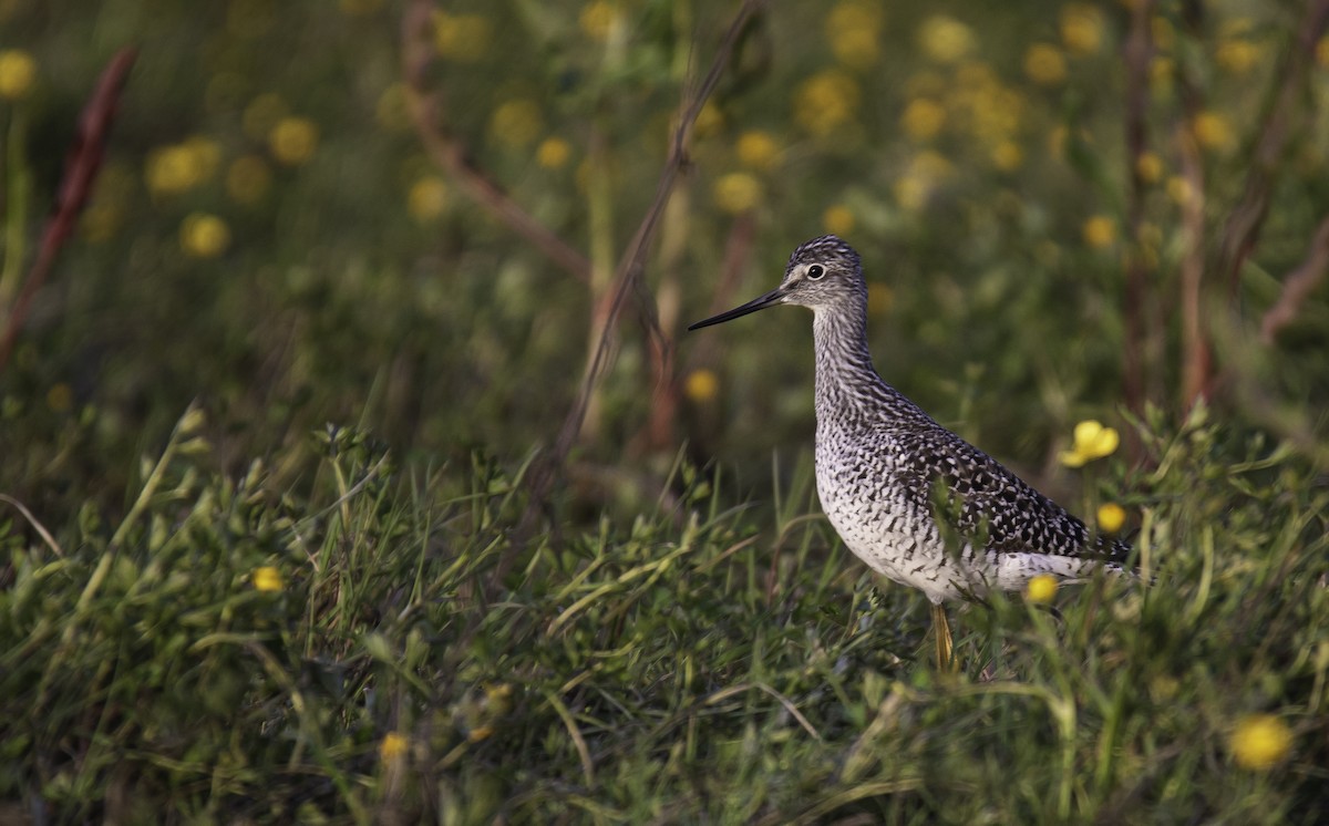 Greater Yellowlegs - ML636111736