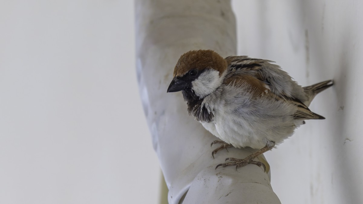 Somali Sparrow - ML636111755