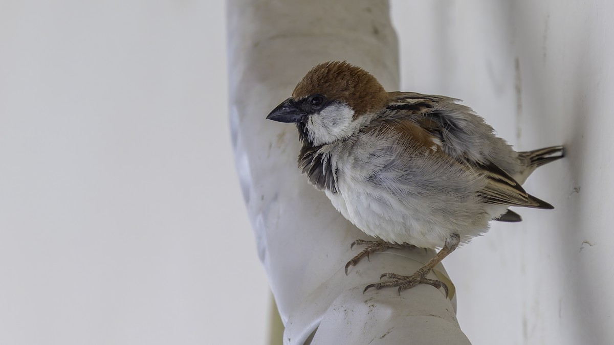 Somali Sparrow - ML636111756