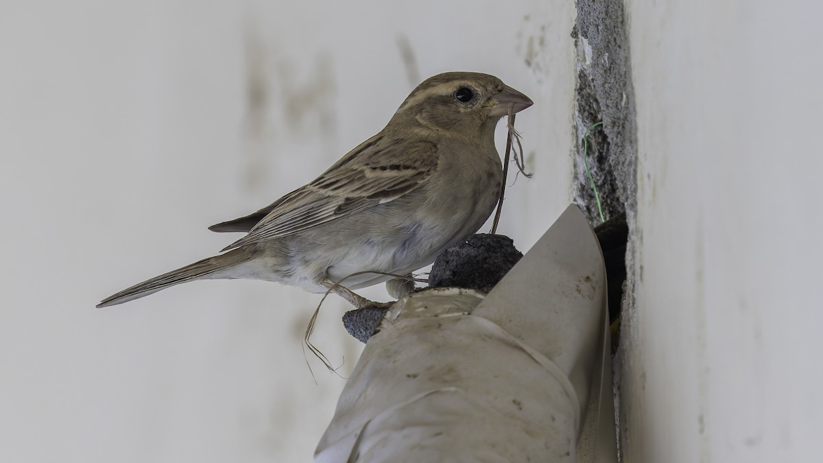 Somali Sparrow - ML636111757