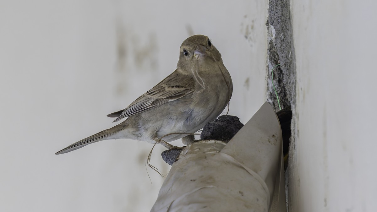 Somali Sparrow - ML636111758