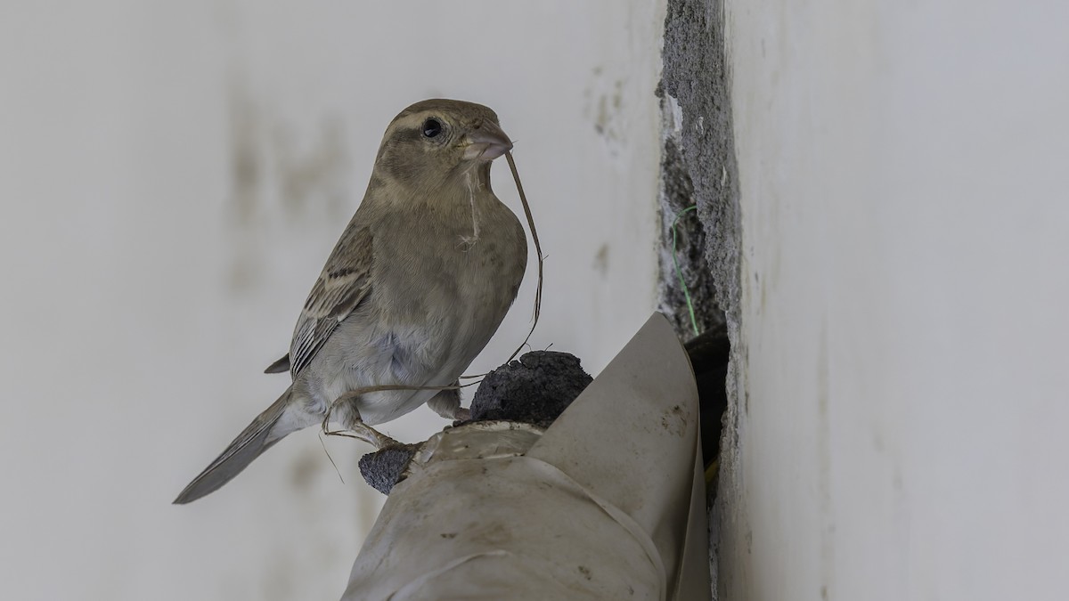 Somali Sparrow - ML636111760