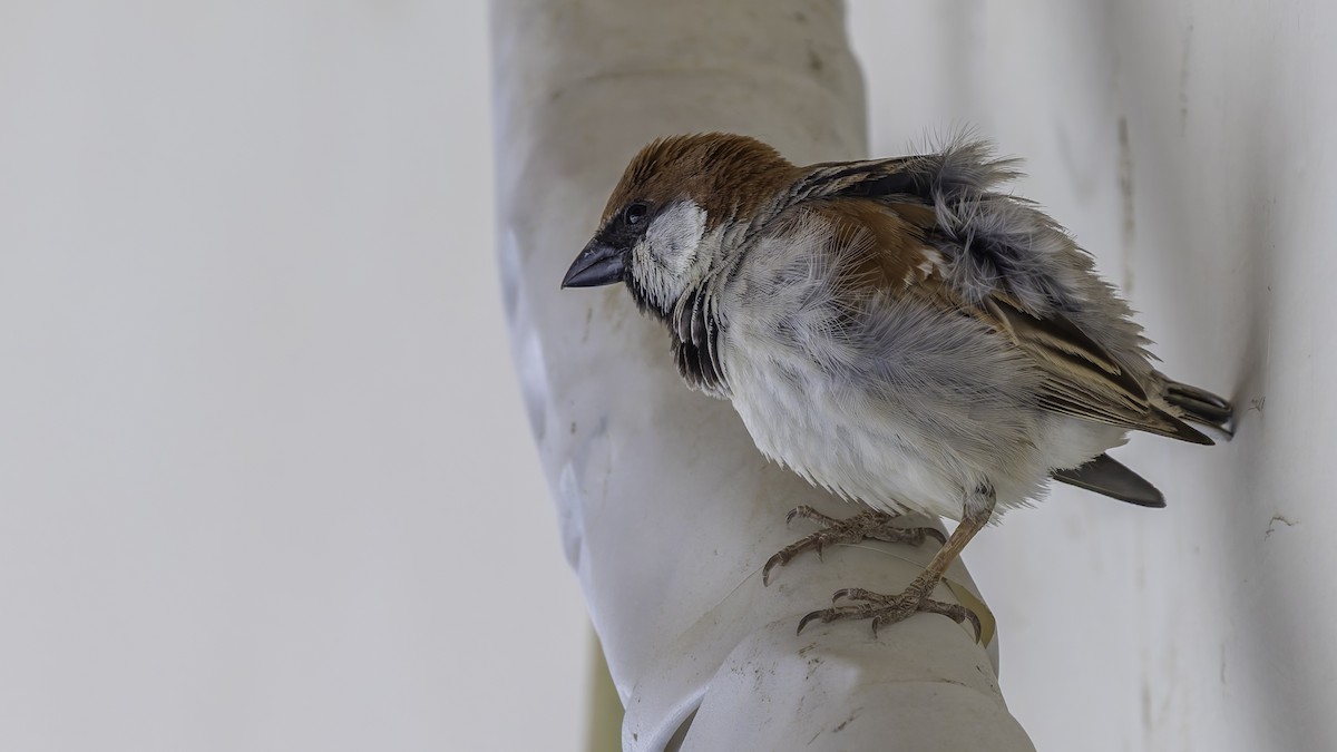 Somali Sparrow - ML636111761