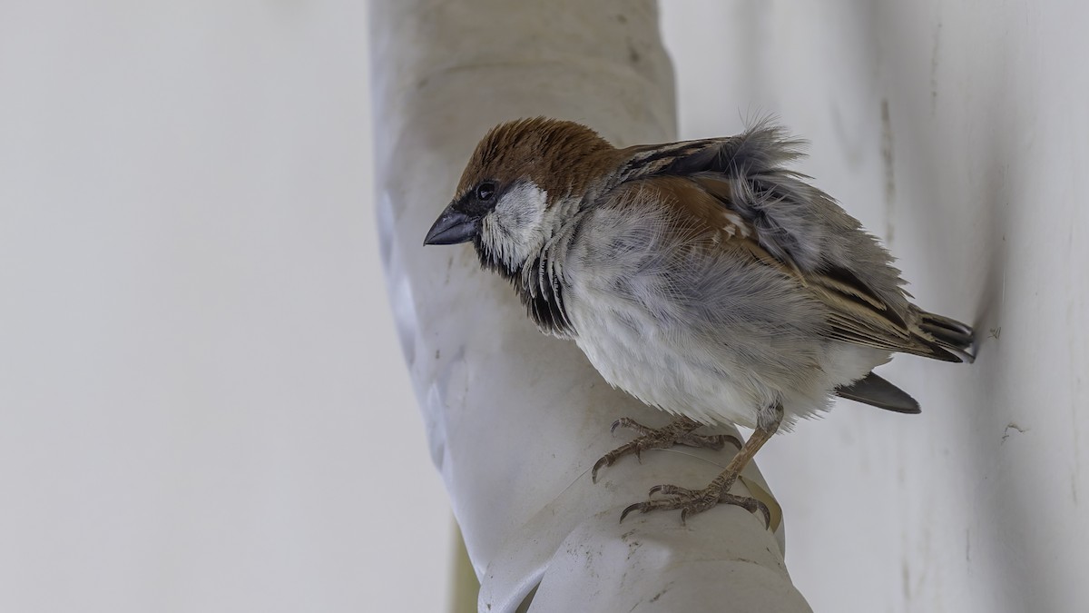 Somali Sparrow - ML636111762