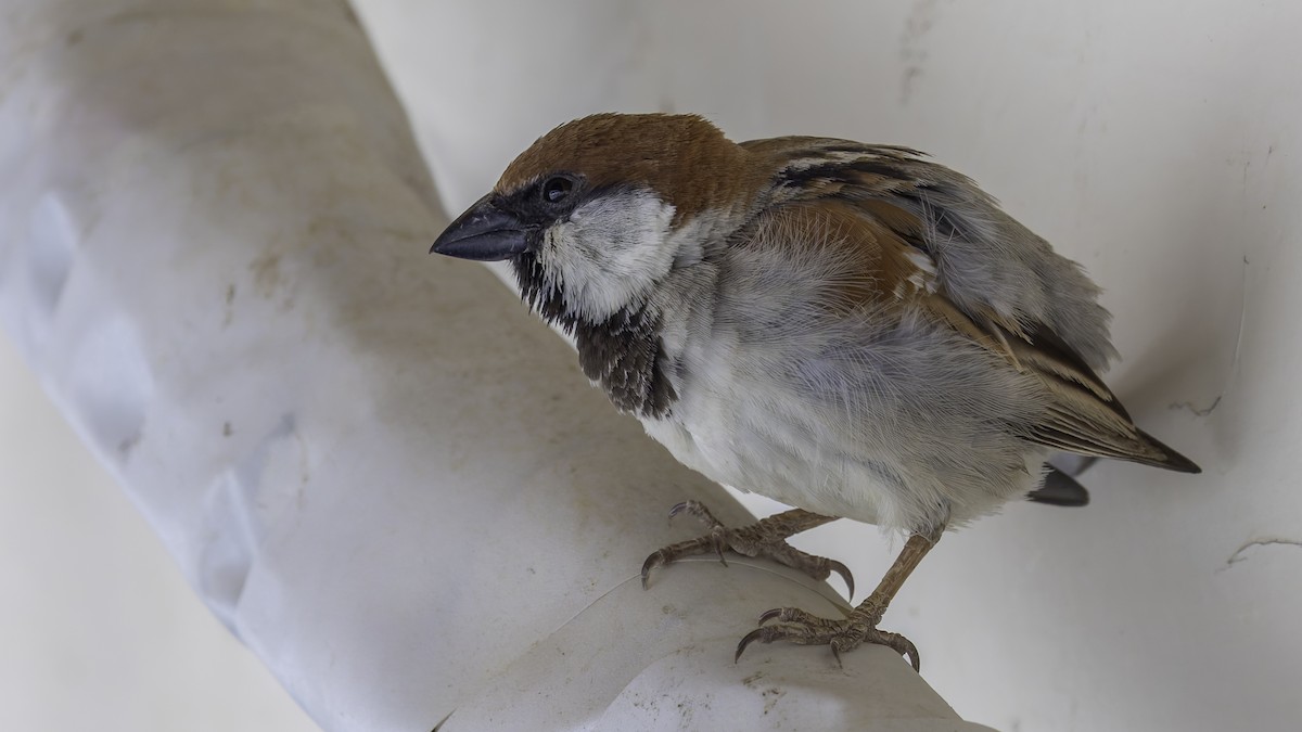 Somali Sparrow - ML636111763
