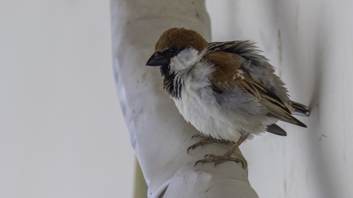 Somali Sparrow - ML636111764