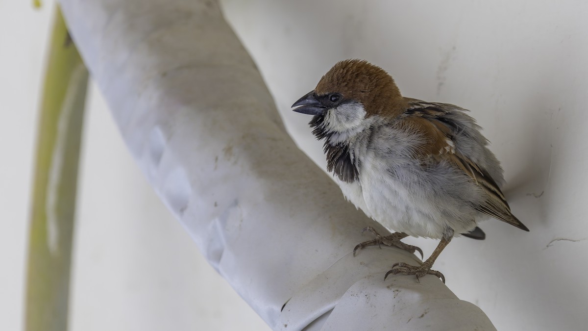 Somali Sparrow - ML636111767