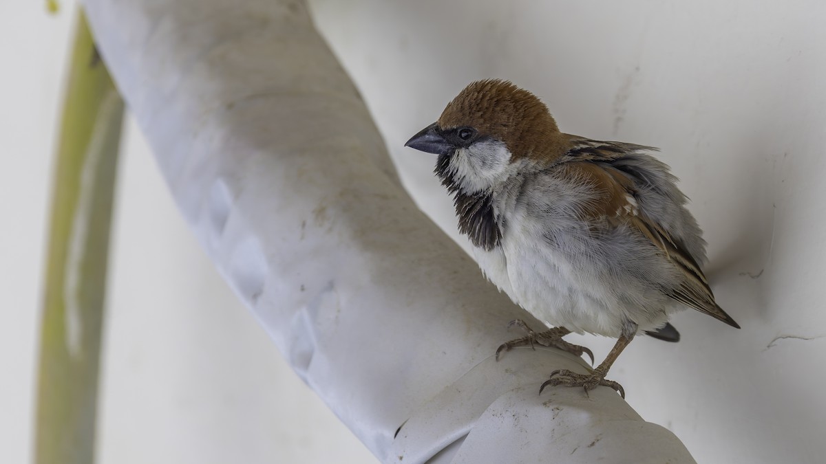 Somali Sparrow - ML636111768