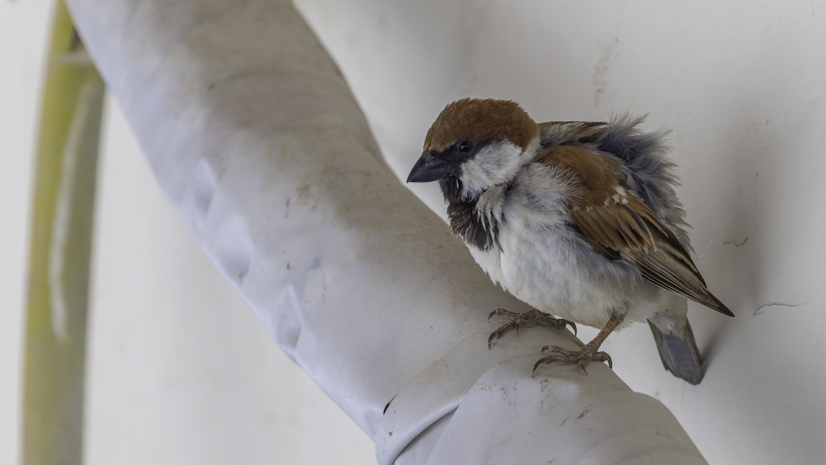 Somali Sparrow - ML636111769