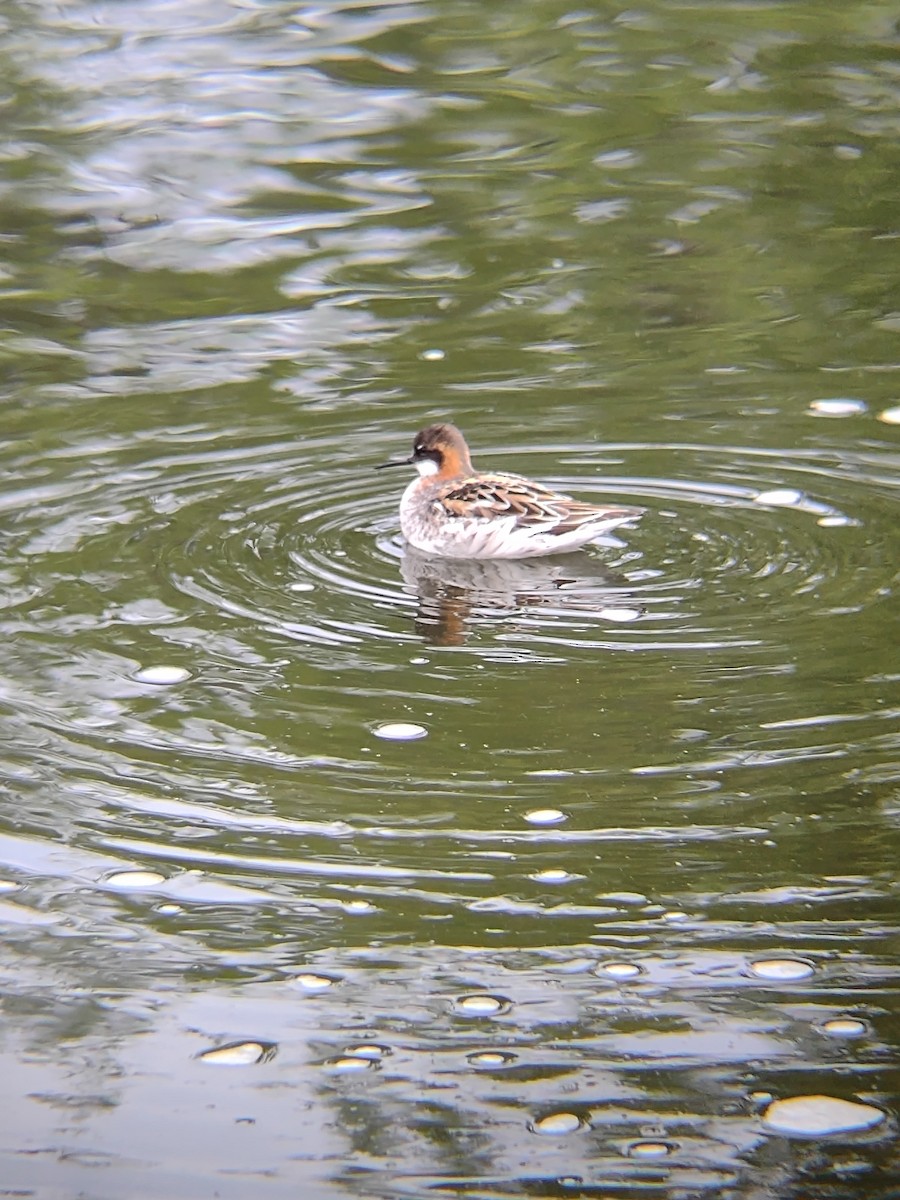 Red-necked Phalarope - ML636111770