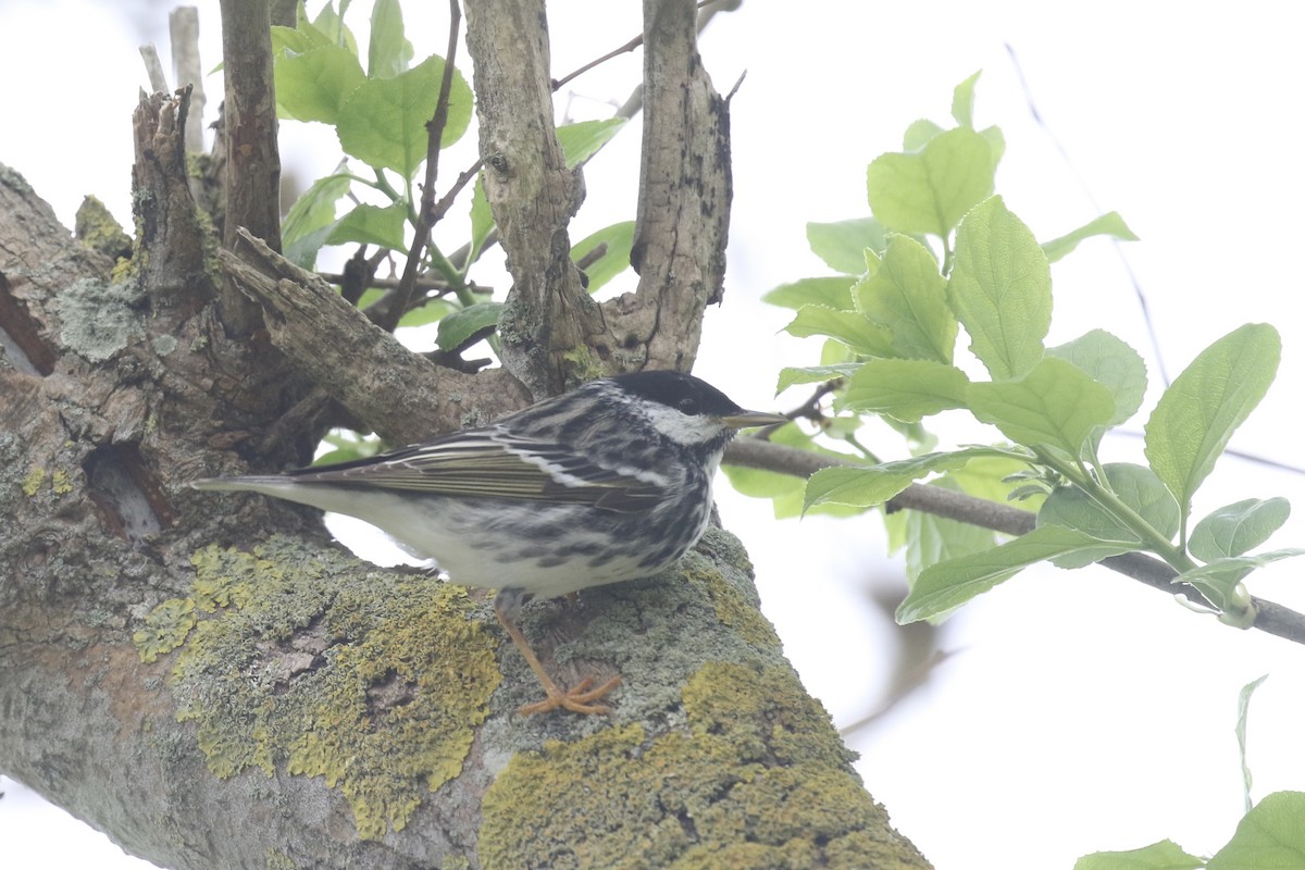 Blackpoll Warbler - ML636111813