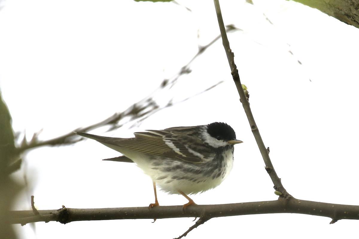 Blackpoll Warbler - ML636111842