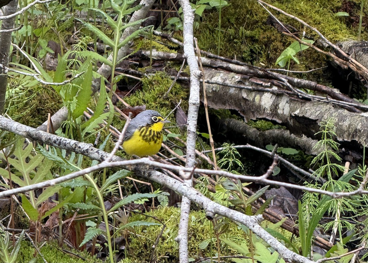 Canada Warbler - ML636111851