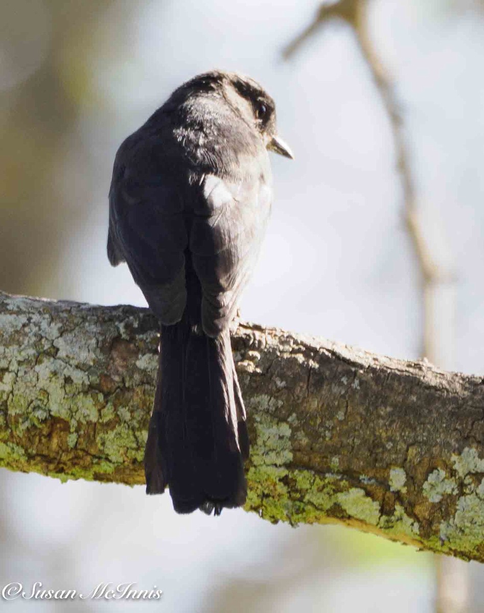 Kuzeyli Drongo Sinekkapanı - ML636111870