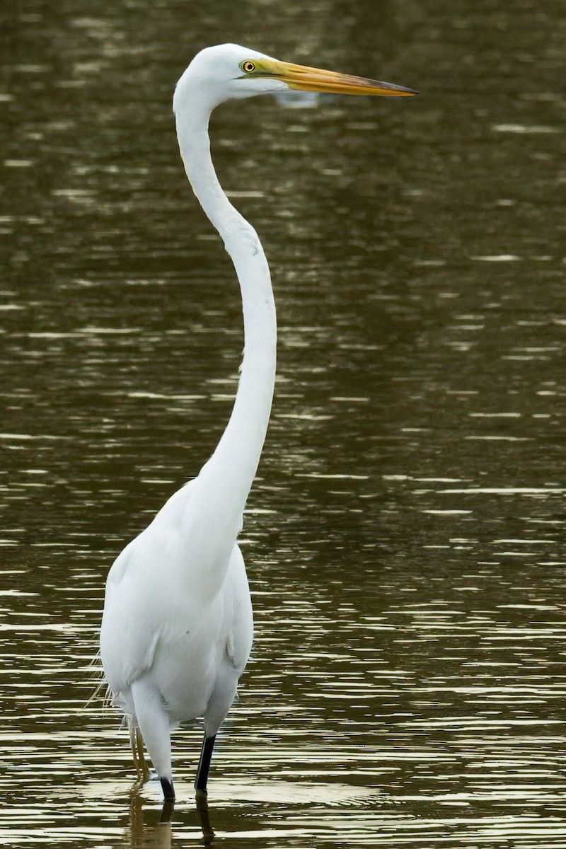 Great Egret - ML636111874