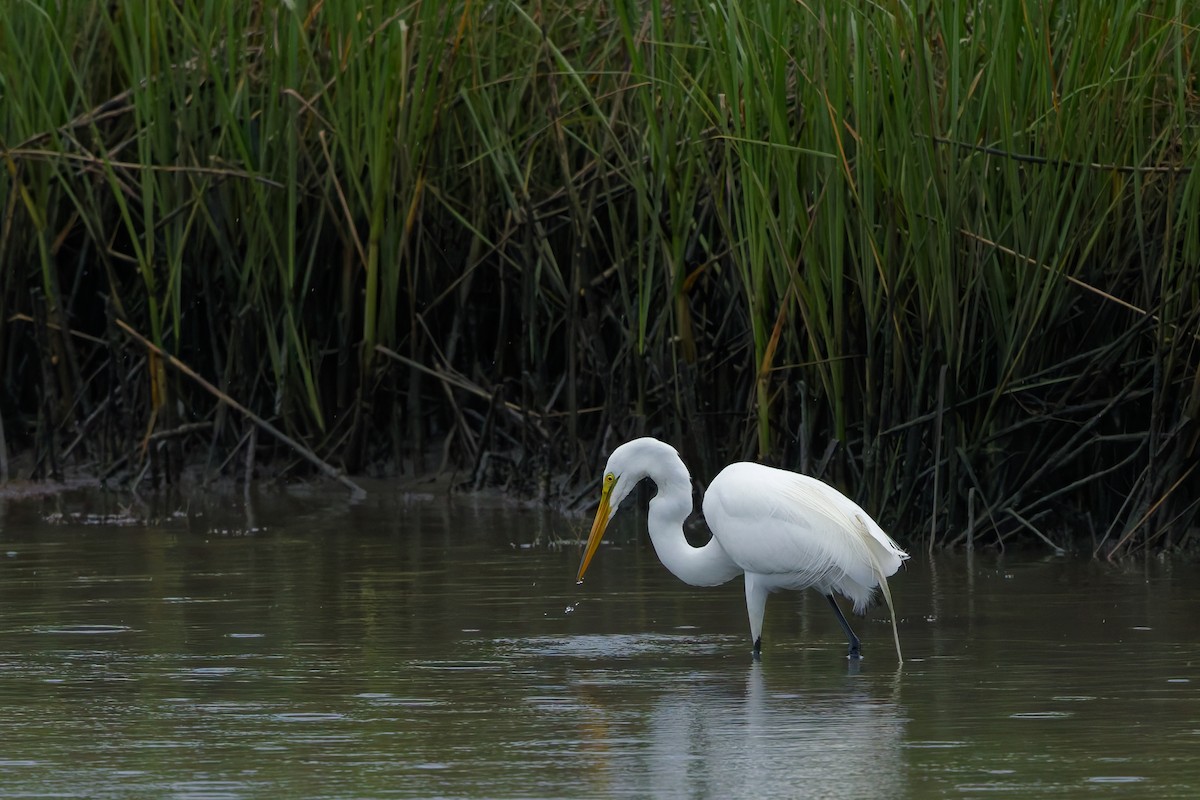 Great Egret - ML636111882