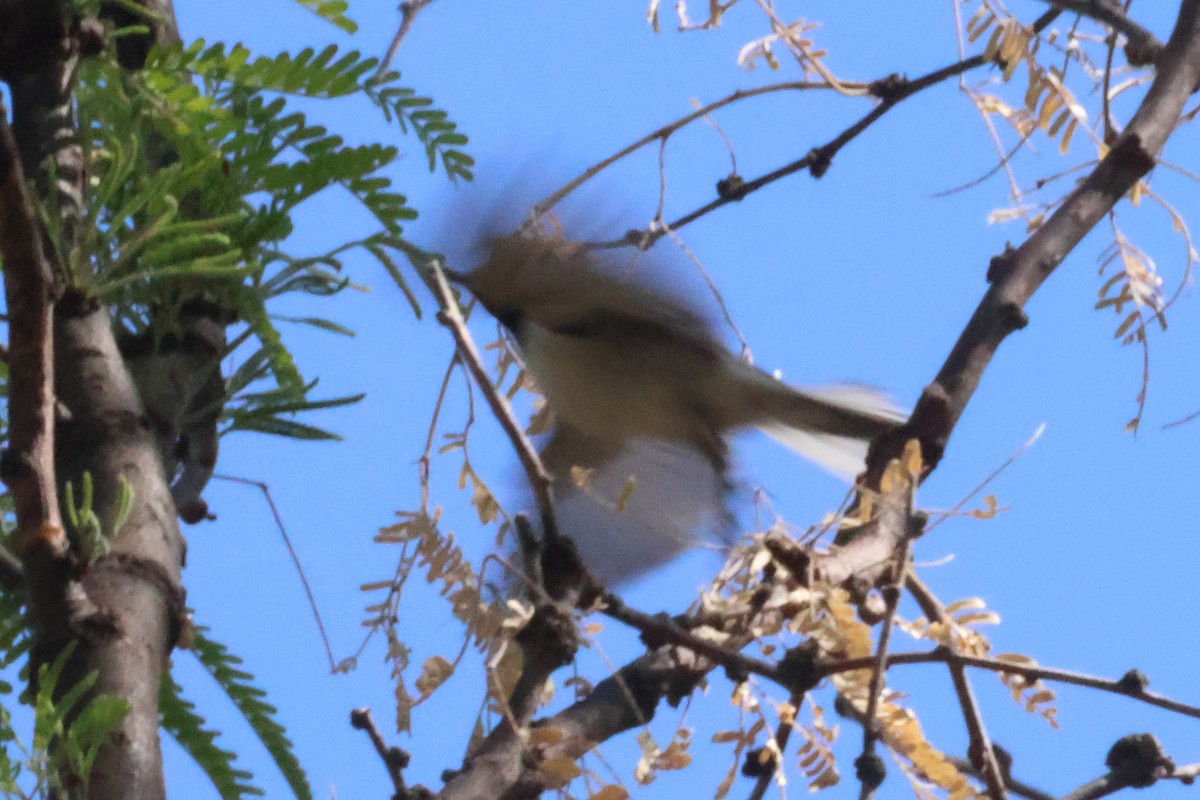 Hermit Thrush - ML636111887