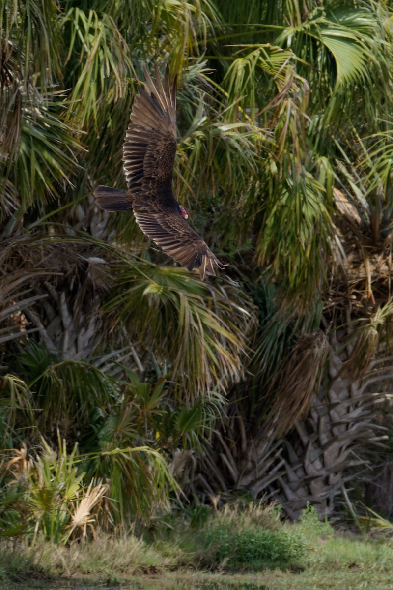 Turkey Vulture - ML636111965