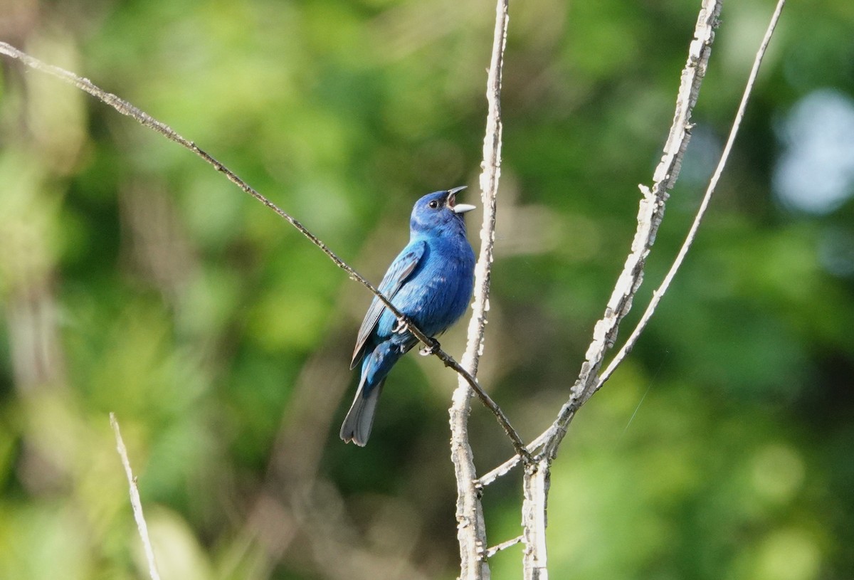 Indigo Bunting - ML636111977