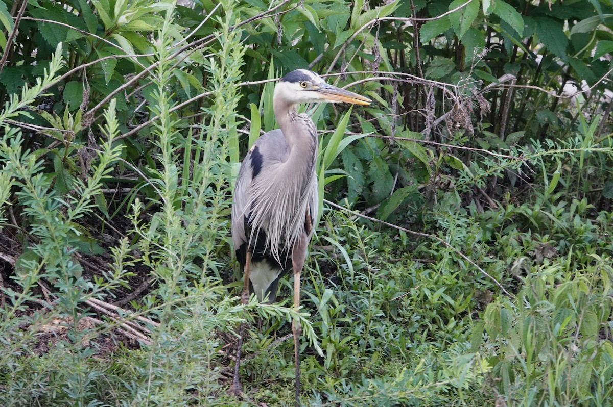 Great Blue Heron - ML636112032