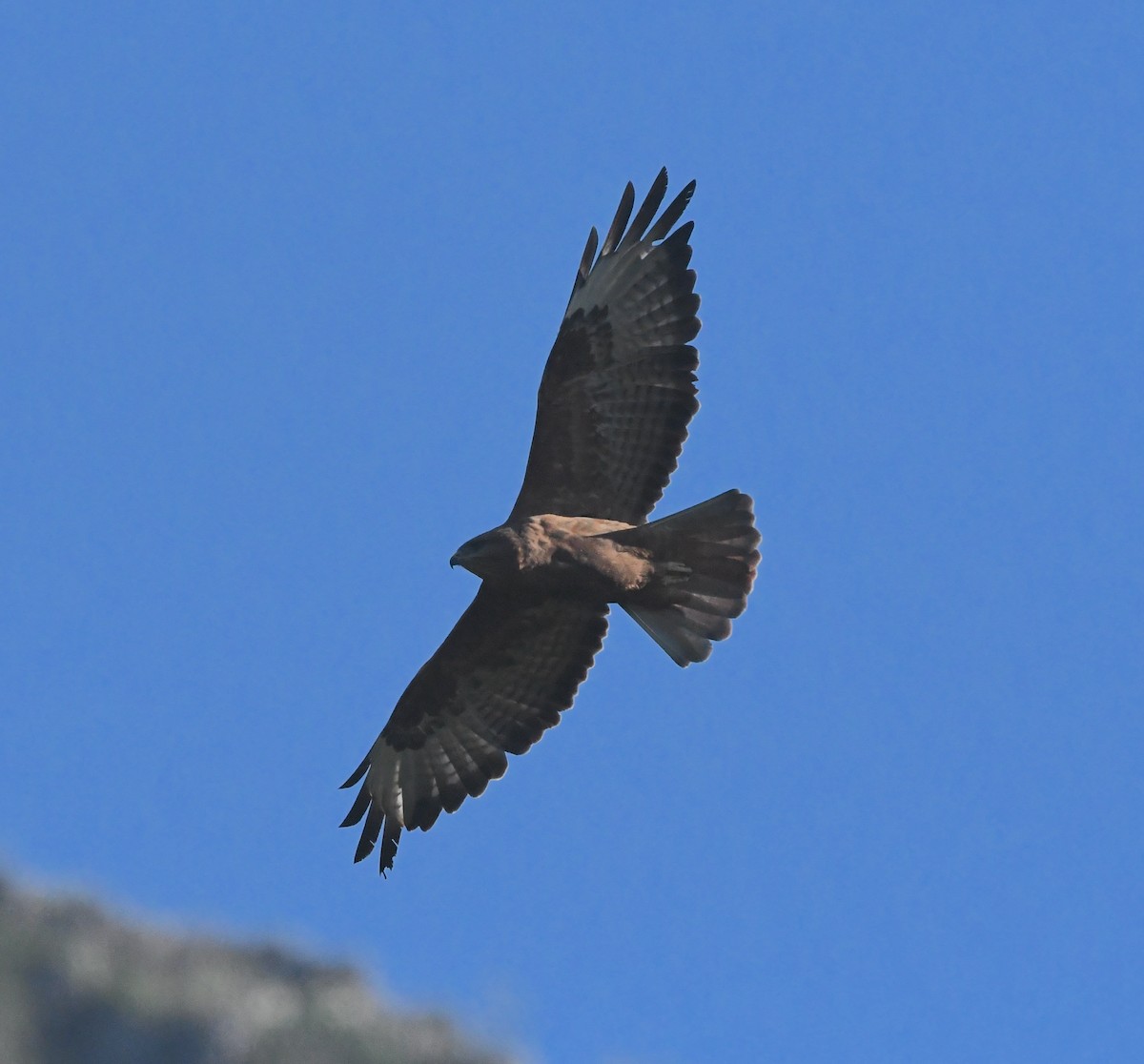 Şahin - ML636112065