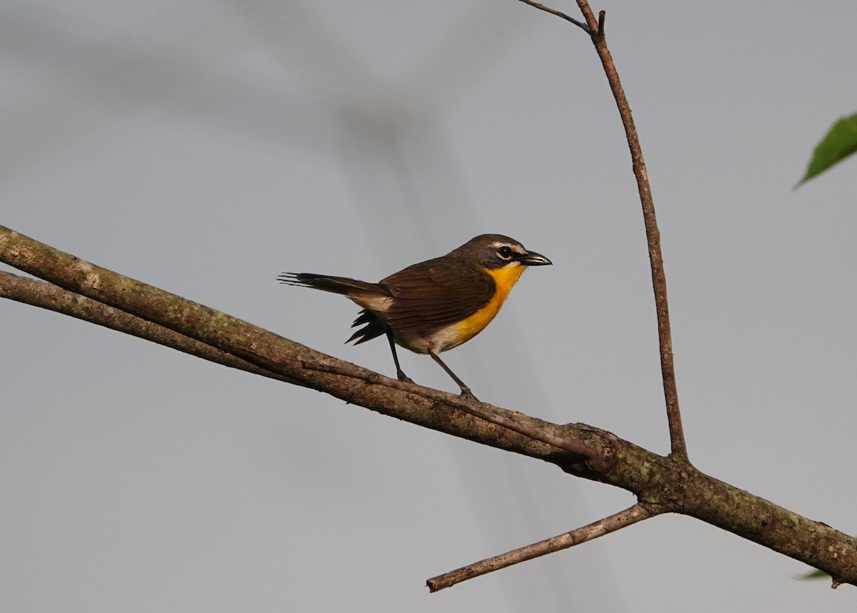 Yellow-breasted Chat - ML636112081