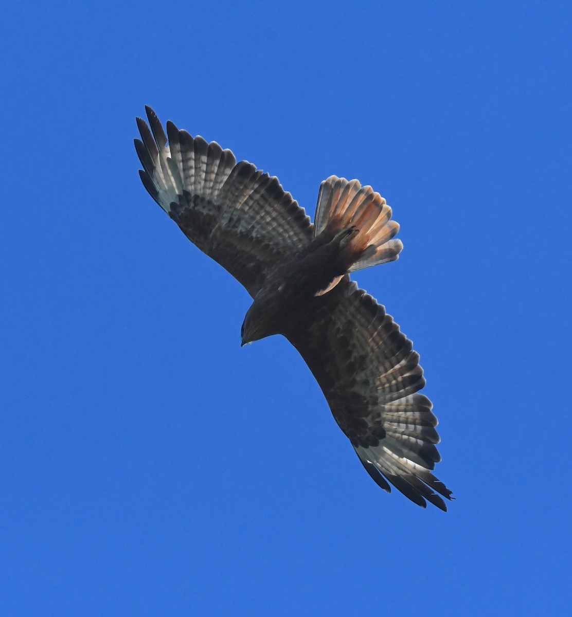 Şahin - ML636112112