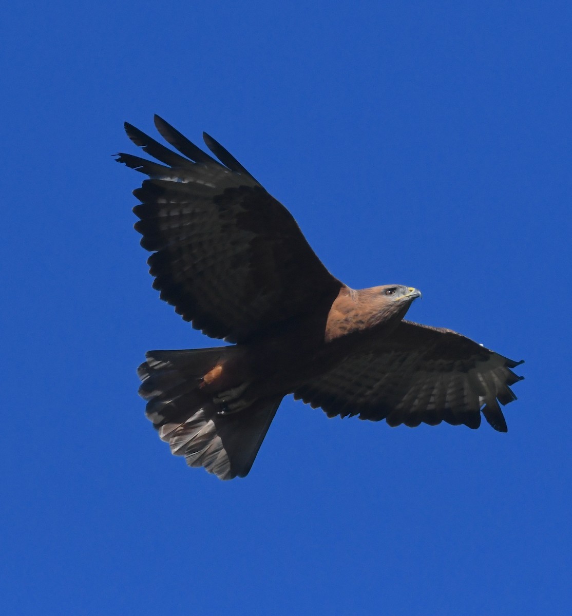 Şahin - ML636112168