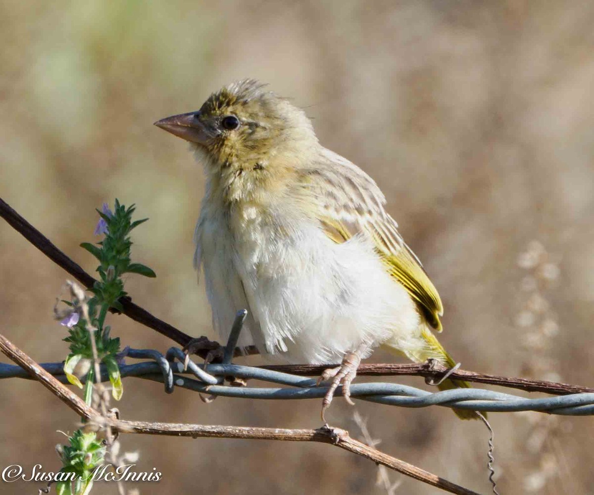 Rüppell's Weaver - ML636112262