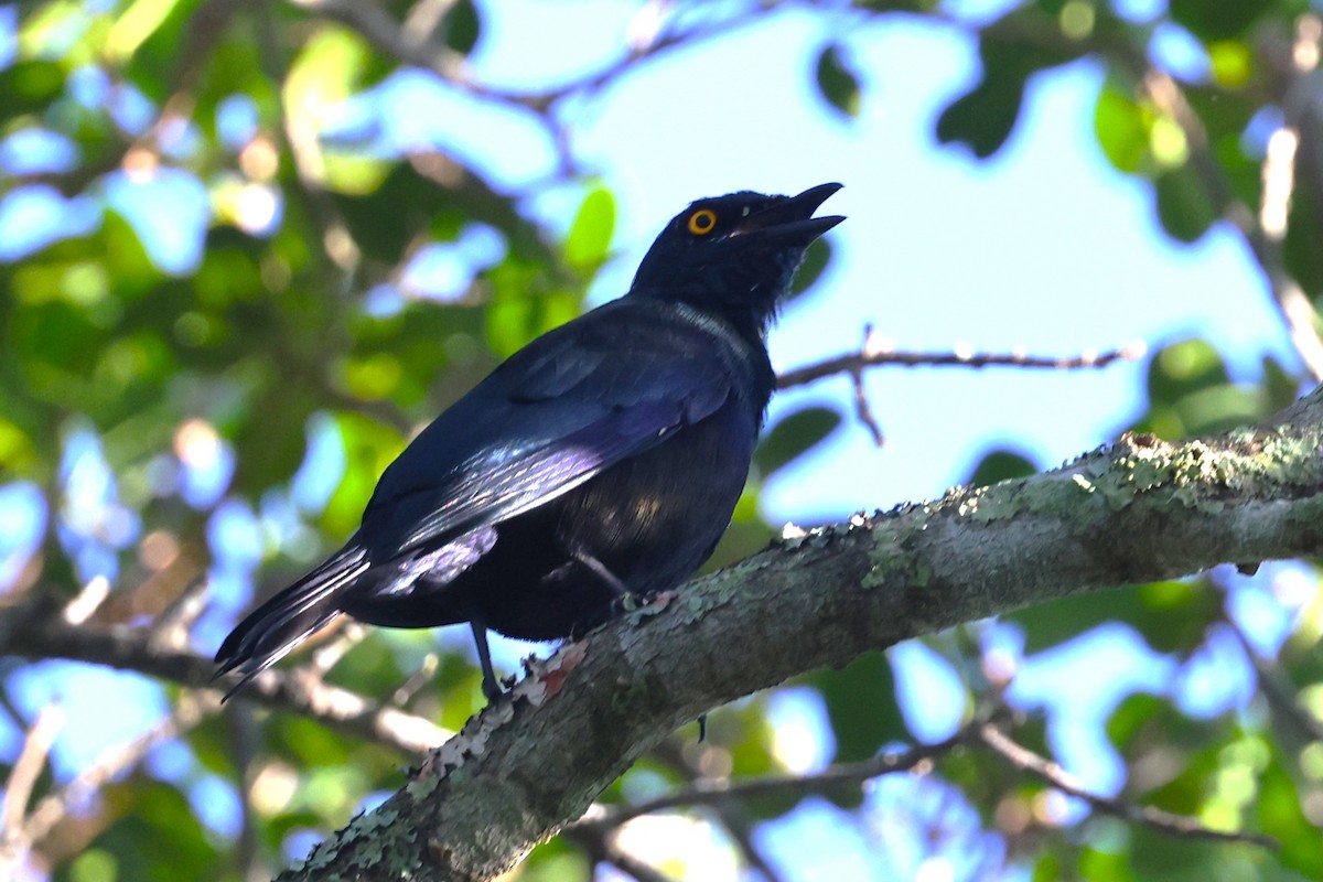 Black-bellied Starling - ML636112285