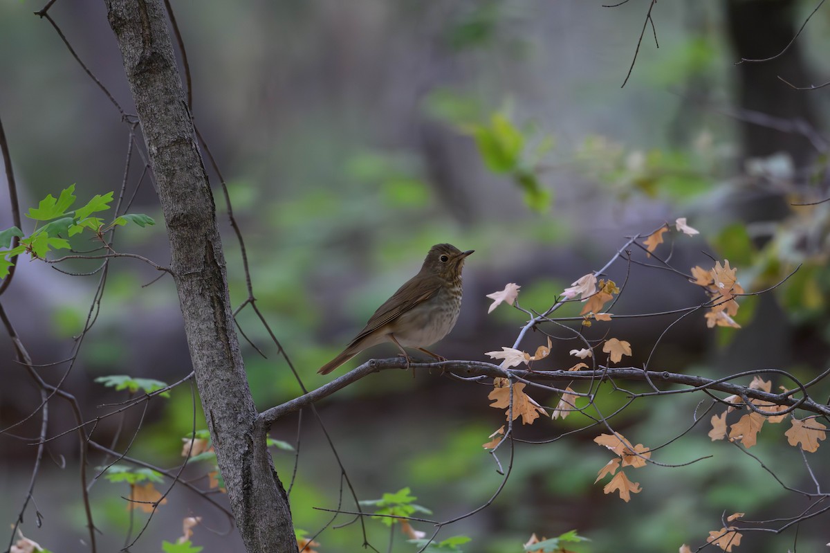 Hermit Thrush - ML636112291