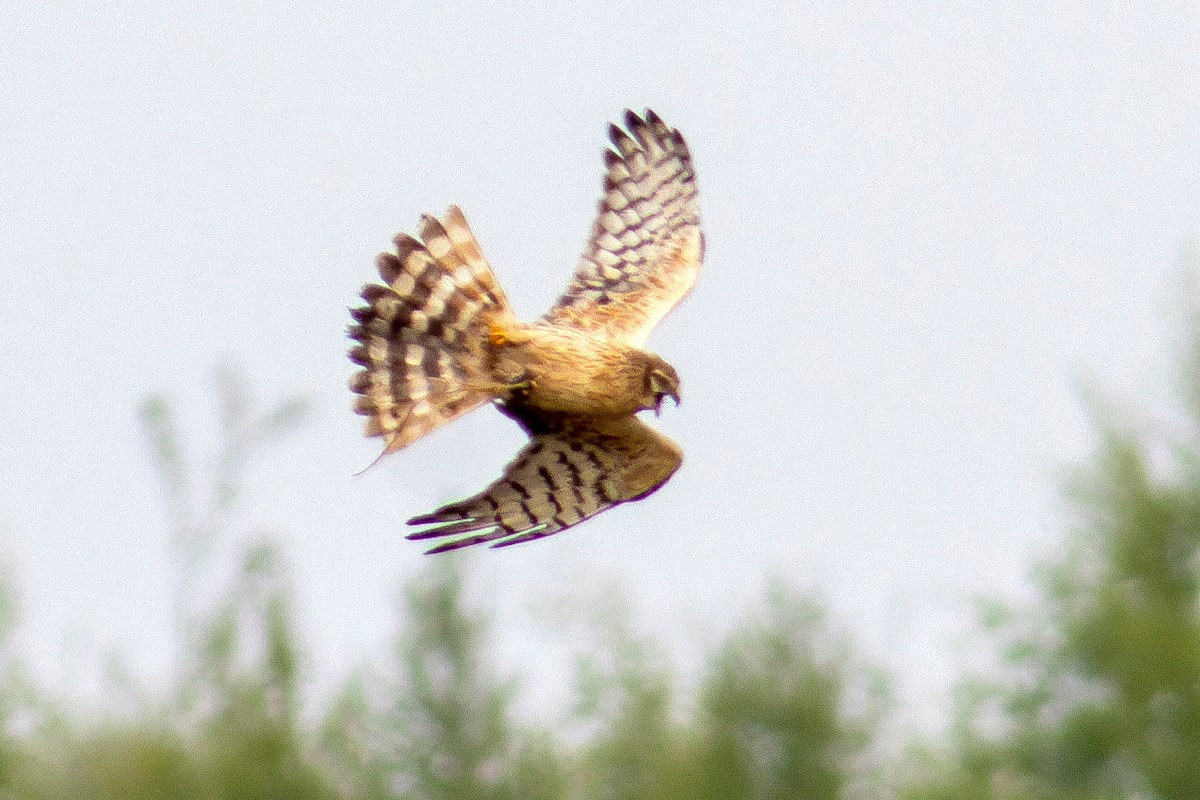 Hen Harrier - ML636112301