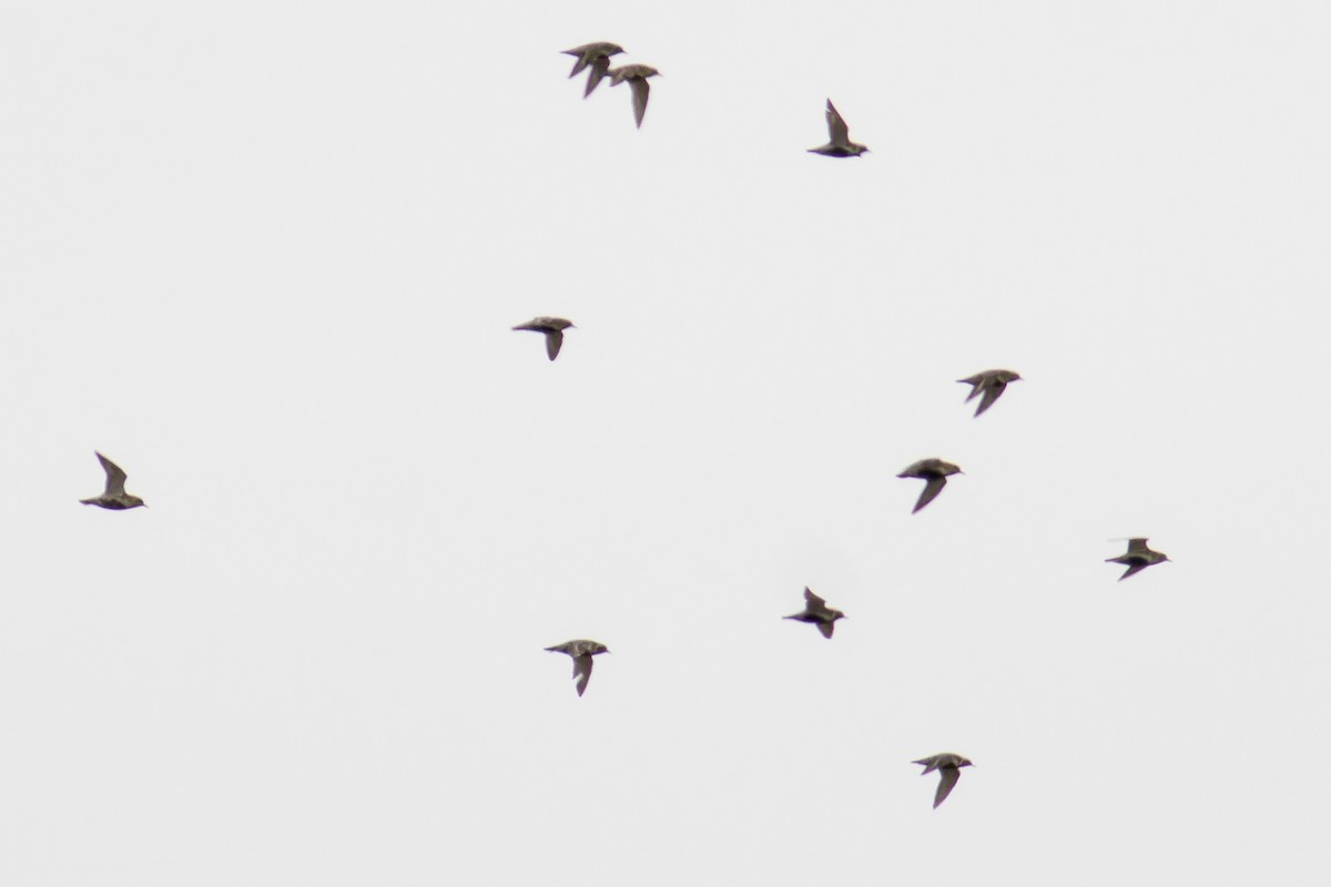 European Golden-Plover - ML636112313