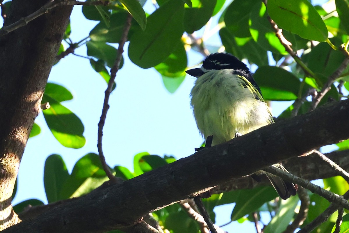 Yellow-rumped Tinkerbird - ML636112322