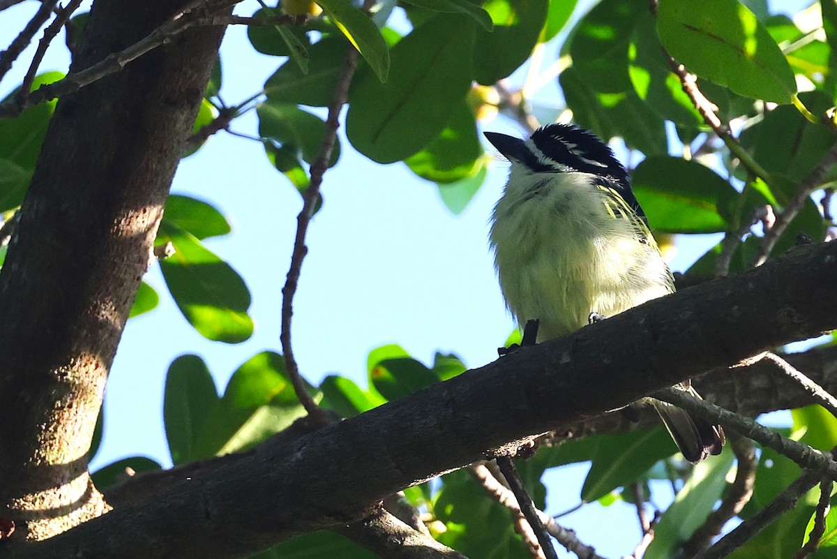 Yellow-rumped Tinkerbird - ML636112323