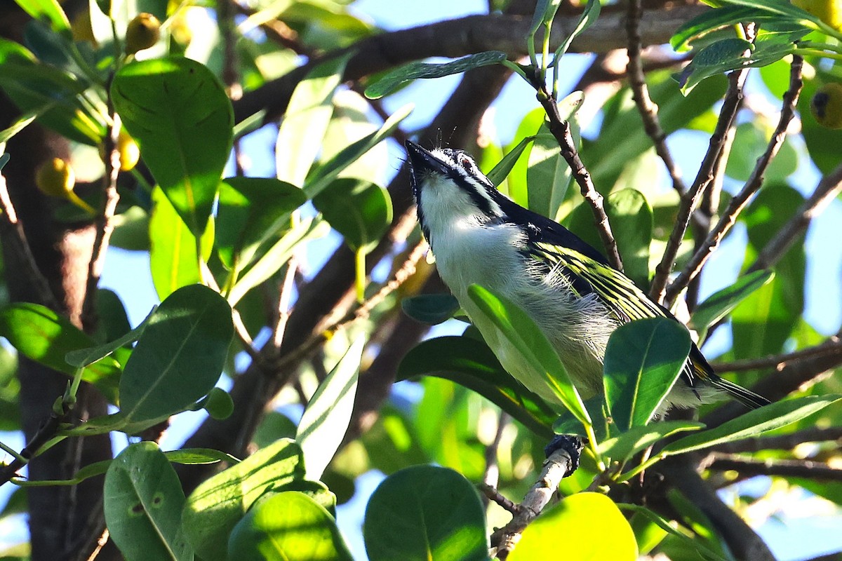 Yellow-rumped Tinkerbird - ML636112365