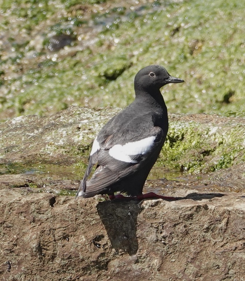 Pigeon Guillemot - ML636112375