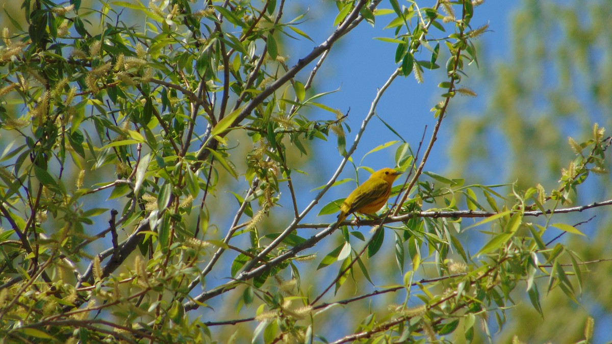 Yellow Warbler (Northern) - ML636112392
