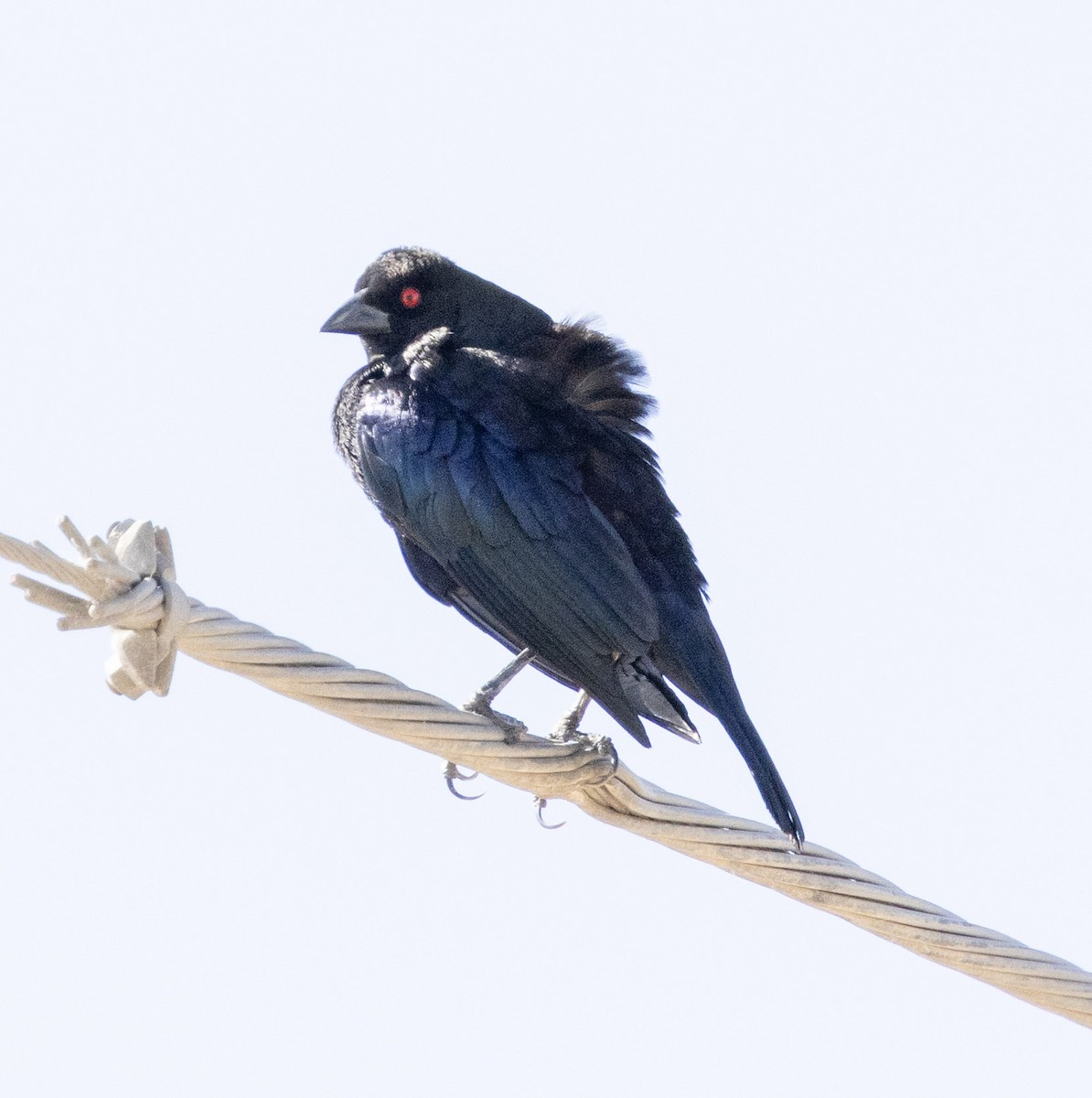 Bronzed Cowbird - ML636112399