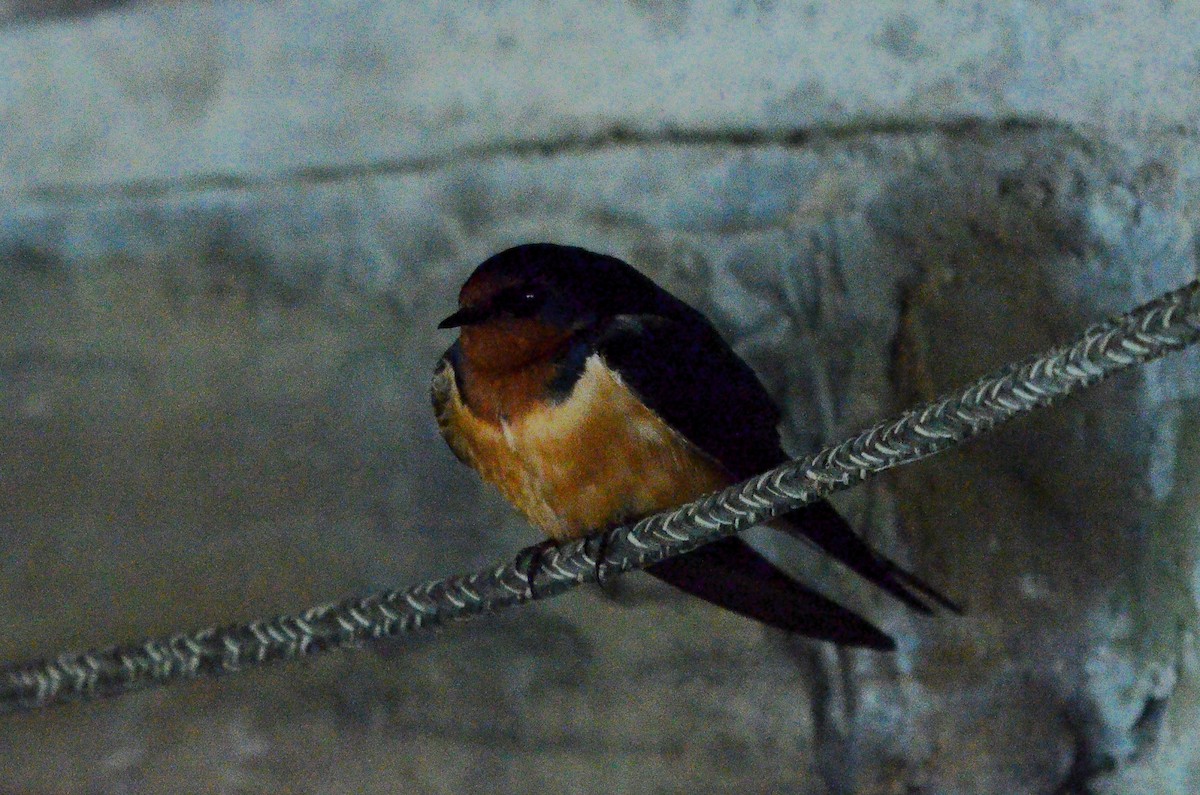 Barn Swallow (American) - ML636112435