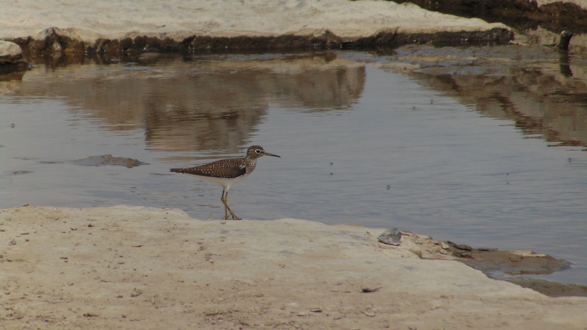 Solitary Sandpiper - ML636112456