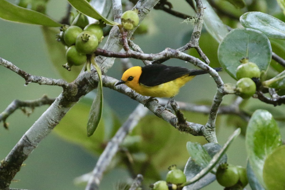 Black-and-yellow Tanager - ML636112458