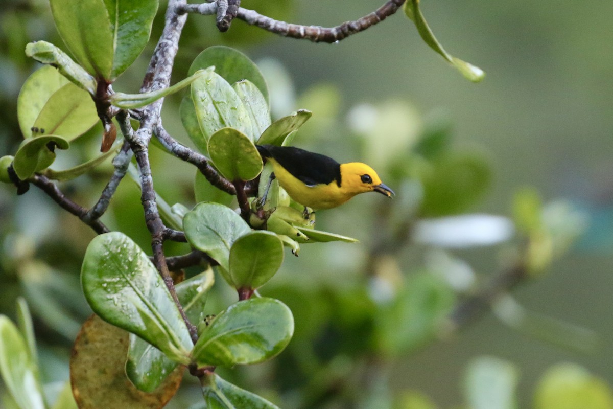 Black-and-yellow Tanager - ML636112459