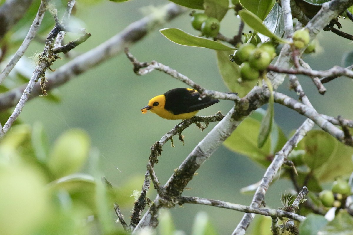 Black-and-yellow Tanager - ML636112460