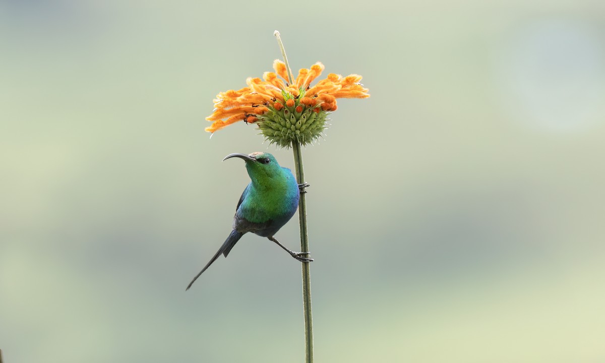 Malachite Sunbird - ML636112551