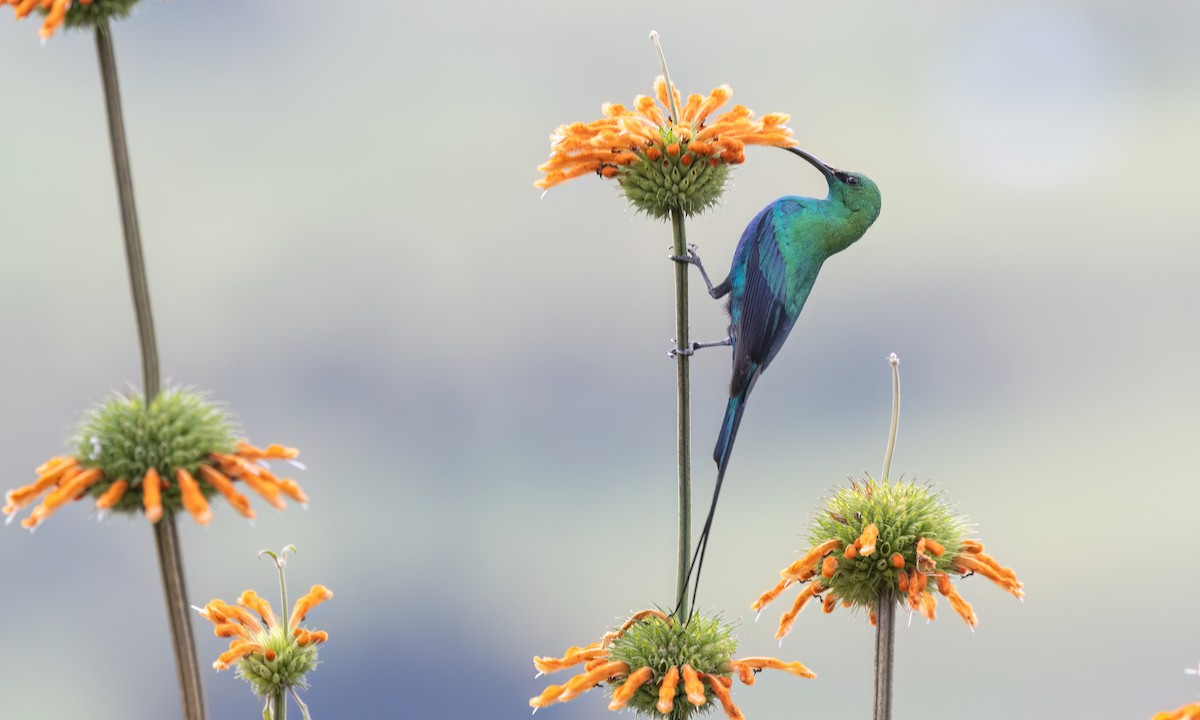 Malachite Sunbird - ML636112554