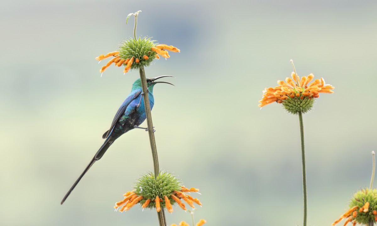 Malachite Sunbird - ML636112557