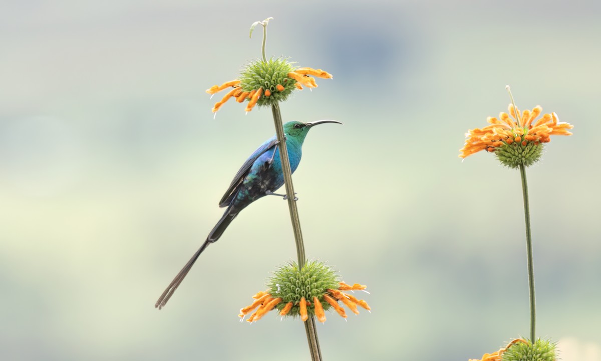 Malachite Sunbird - ML636112559