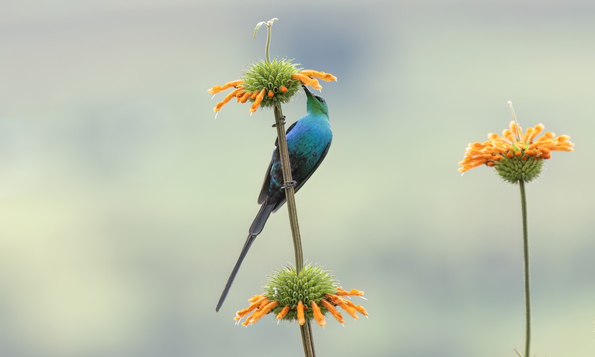 Malachite Sunbird - ML636112560